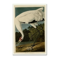 Zaštitni znak likovna umjetnost 'Crane Crane' platno umjetnost Johna Jamesa Audobona